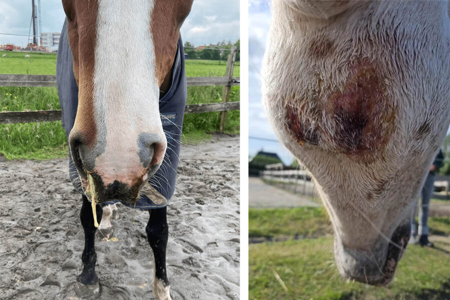 Strijd tegen droes