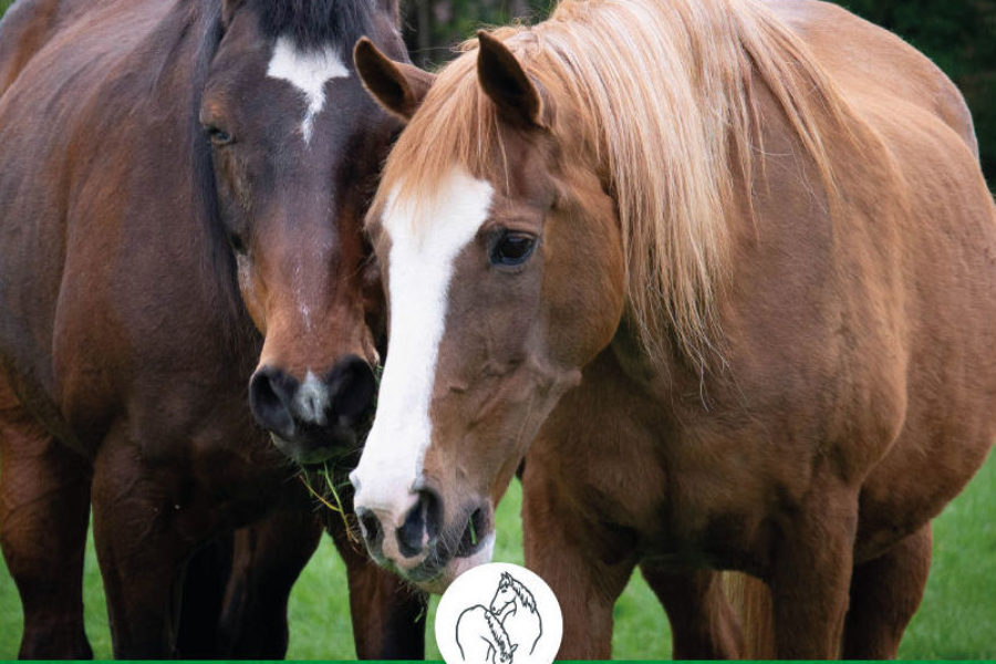 Inzamelpunt Paardenkamp